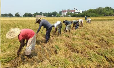 বরেন্দ্র অঞ্চলে বোরো ধান কাটার ধুম বাম্পার ফলন হলেও দাম নিয়ে চিন্তিত কৃষক