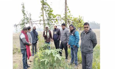 সরিষাবাড়ীতে বস্তায় আদা চাষে ব্যাপক ফলন: পরিদর্শনে কৃষি কর্মকর্তা