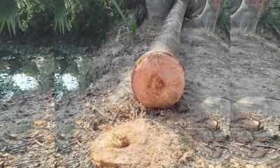 নান্দাইলে নারিকেল গাছের নীচে চাপা পড়ে ৪ বছরের শিশুর মৃত্যু