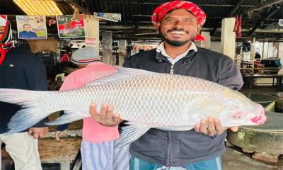 পদ্মায় ধরা পড়ল ২২ কেজির কাতলা, বিক্রি ৩২ হাজার