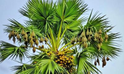 নড়াইলে তাল গাছের স্বল্পতা, অস্তিত্ব লড়াইয়ে বাবুই পাখি বাসা