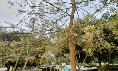 গাছে গাছে শোভা পাচ্ছে শ্বেতশুভ্র সজনে ফুল