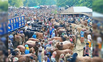 জমতে শুরু করেছে জীবননগরের পশুহাট