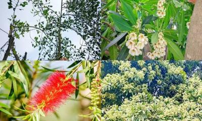 আনন্দ মোহন কলেজ-এ দুর্লভ গাছের জীবন্ত পাঠশালা