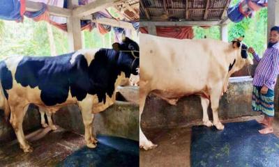 ভোলার কোরবানি হাটে দাপট দেখাচ্ছে কালাচান ও সাদাচান