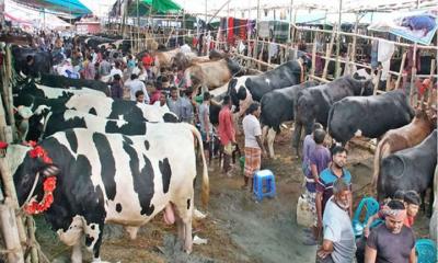কালীগঞ্জে ২৩টি অস্থায়ী পশুর হাটের ইজারা অনুমোদন