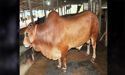 কোরবানির পশুর পেটে বাচ্চা পাওয়া গেলে করণীয়