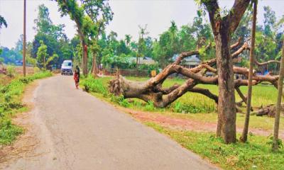 সুন্দরগঞ্জে ঝড়ে ভেঙে পড়া সরকারি গাছ না সরানোয় বিপাকে কৃষক