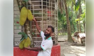 বারান্দার ভেতরেই কাঁঠাল গাছ!