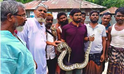 উলিপুরে মাছ ধরা চায়না দুয়ারি জালে অজগর আটক
