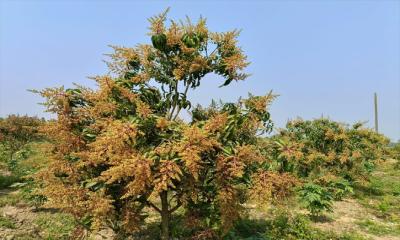 জীবননগরে বসন্ত আগমনের ঘ্রাণ ছড়াচ্ছে আমের মুকুল