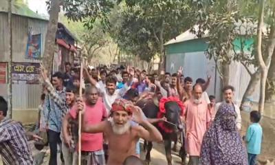 শেরপুর-২ ধানের শীষের জয়, বাজিতে মিলল মহিষ-গ্রামজুড়ে চাঞ্চল্য