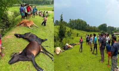 জুড়ীতে বজ্রপাতে ১৪ গবাদিপশুর মৃত্যু