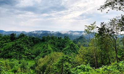 বৃক্ষে ঘেরা কাপ্তাই জাতীয় উদ্যান থেকে ঘুরে আসুন