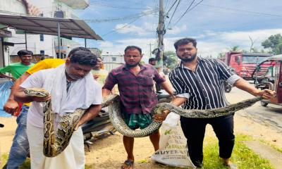 শ্রীমঙ্গলে ১৮ ফুট  লম্বা অজগর উদ্ধার, বন বিভাগে হস্তান্তর
