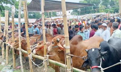 চুয়াডাঙ্গায় ২ লাখ ৩ হাজার কোরবানির পশু প্রস্তুত, দাম নিয়ে শঙ্কায় খামারিরা