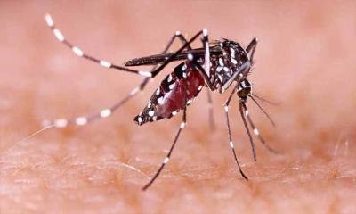 ডেঙ্গুতে মৃত্যু ২, হাসপাতালে ভর্তি ১৯৪