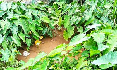 বিলুপ্তির পথে পুষ্টিগুণে ভরপুর গ্রামবাংলার ঐতিহ্য বনকচু