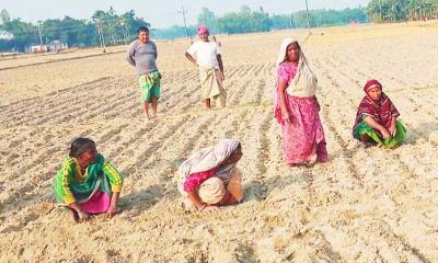 সুন্দরগঞ্জে মাঝ মৌসুমে এসে আলু চাষের ধুম
