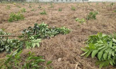 ৬ শতাধিক আমগাছ কেটে ফেলেছে দুর্বৃত্তরা