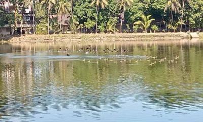 ঝাঁকে ঝাঁকে অতিথি পাখির আগমন