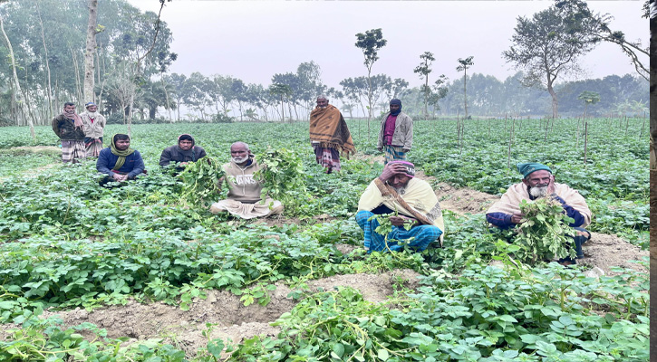 মান্দায় জমি সংক্রান্ত বিরোধে ফসলের সাথে শত্রুতা