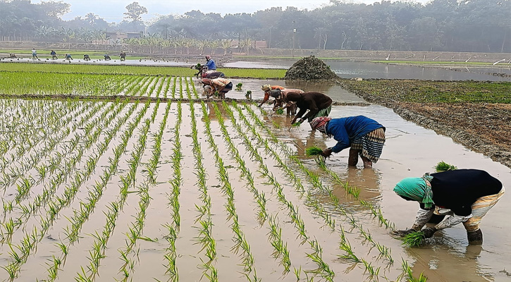 জীবননগরে কনকনে শীতে বোরো ধান চাষে ব্যস্ত কৃষক