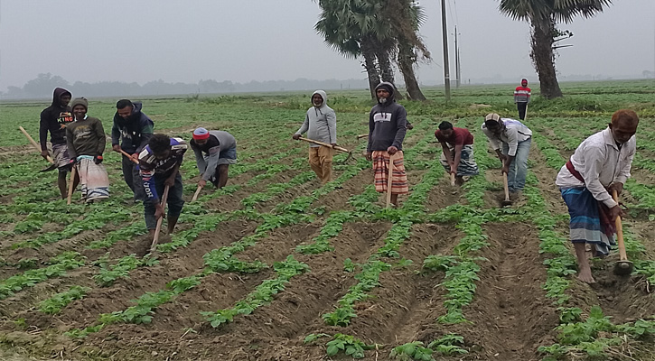 তানোরে আলুর পরিচর্যায় ব্যস্ত কৃষক-শ্রমিকরা