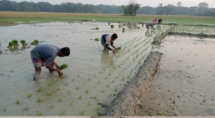 বোয়ালখালীতে তীব্র শীতে কৃষক ব্যস্ত বোরো ধান রোপনে