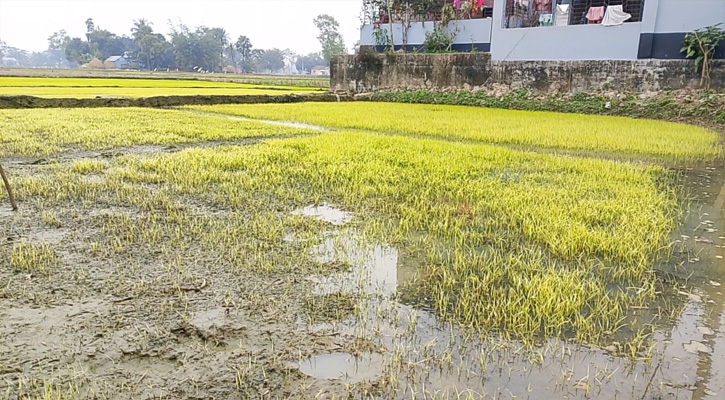 ঘন কুয়াশা ও তীব্র শীতে মরে যাচ্ছে বীজতলার চারা, বোরো চাষীরা বিপাকে