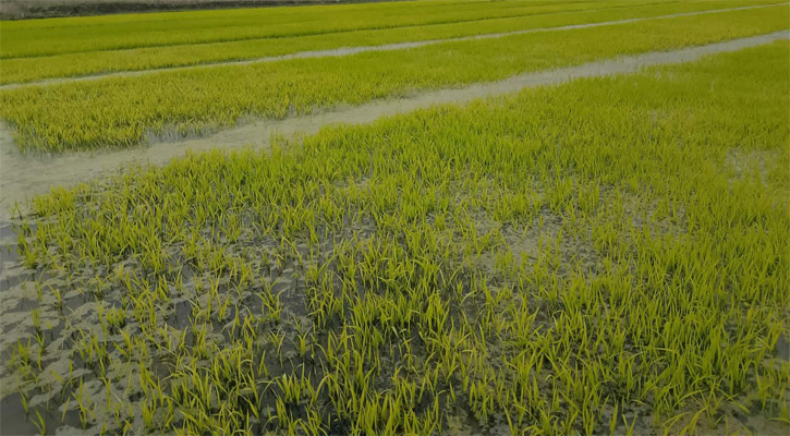 কালাইয়ে তীব্র শৈত্যপ্রবাহের ঝুঁকিতে বোরো ধানের বীজতলা, দুশ্চিন্তায় কৃষকেরা