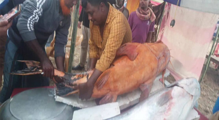 ঐতিহ্যবাহী মাছের মেলা, ৬ কোটি টাকার মাছ বিক্রি