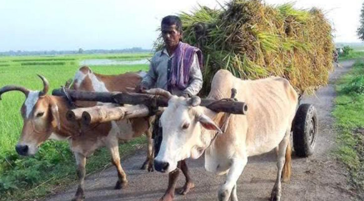 ঐতিহ্যবাহী গরুর গাড়ি এখন আর নেই