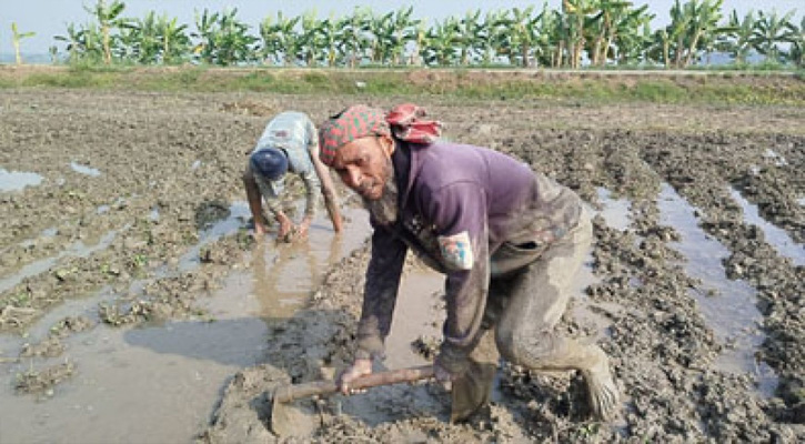 নড়াইলে কৃষকের বোরো ধান রোপনের ধুম