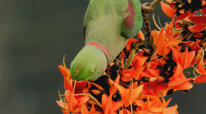বসন্ত এসে গেছে নীরবে