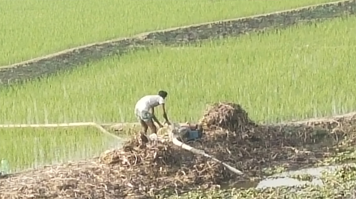 তানোরে বোরো চাষে কৃষকের ভরসা স্যালোমেশিন