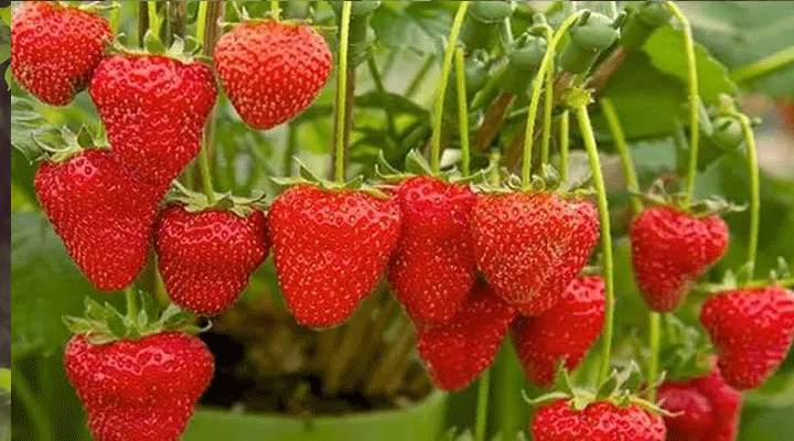 ডায়াবেটিস রোগীরা স্ট্রবেরি খেতে পারবেন?