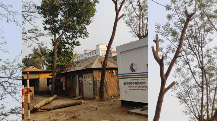 মুক্তিযোদ্ধা আব্দুল জলিলের নামে সরকারি গাছ কাটার অভিযোগ