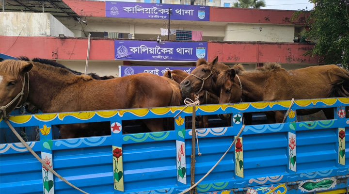 বনে জবাই করে মাংস বিক্রির অভিযোগ, ৯ ঘোড়াসহ আটক ৫