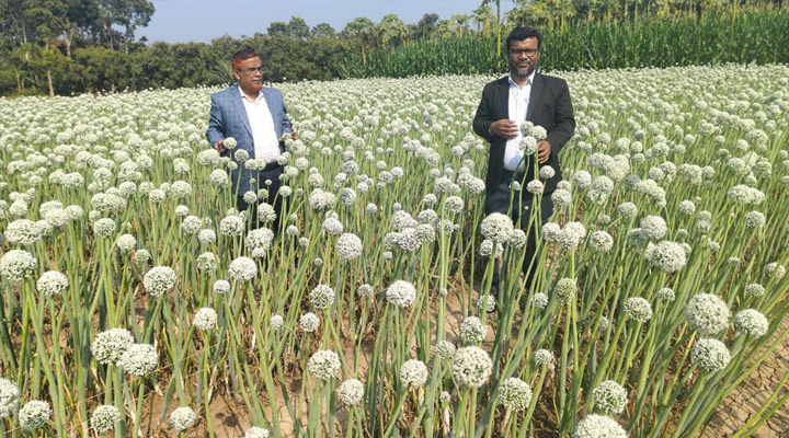 চুয়াডাঙ্গায় পেঁয়াজ বীজ চাষে সফলতা, আগ্রহ বাড়ছে চাষিদের