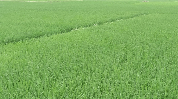 রামগঞ্জে বোরো মৌসুমে জ্বালানি সংকট