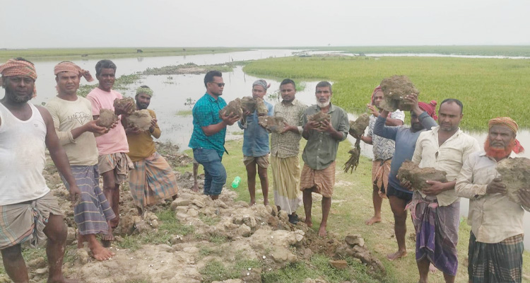 বোরো ফসল রক্ষায় নিজ অর্থায়নে বাধঁ সংস্কার