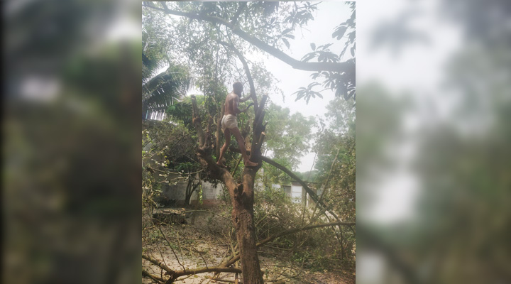 শ্রীনগরে আদালতের স্থিতাবস্থা অমান্য করে গাছ কর্তনের অভিযোগ