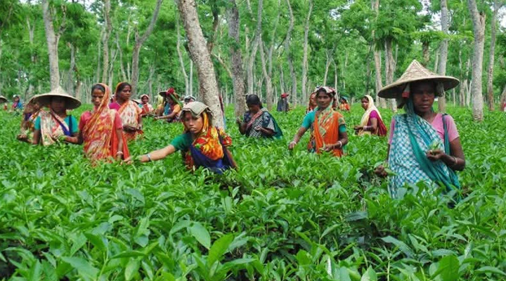 ৫৮ চা বাগানে শ্রমিকদের শতকোটি টাকা  বকেয়া, অনিশ্চয়তায় শ্রমিকরা