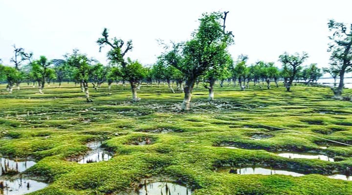 নিভৃত সৌন্দর্যের খোঁজে: বরগুনার নিদ্রা সমুদ্রসৈকত