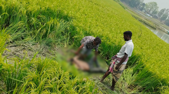 তাড়াশে রহস্যজনকভাবে ব্যক্তির লাশ উদ্ধার