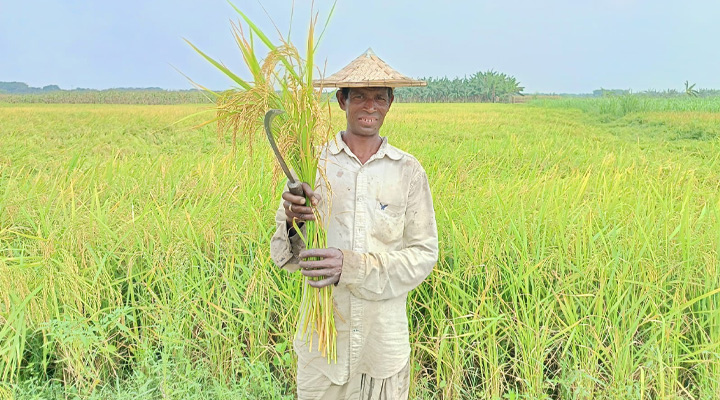 বোরোধানের বাম্পার ফলনের সম্ভাবনা, ঝড় ও শিলাবৃষ্টি, দুশ্চিন্তায় চাষিরা