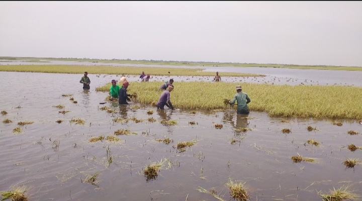 মধ্যনগরে বৃষ্টিতে হাওর প্লাবিত, অধিকাংশ কৃষক সর্বহারা