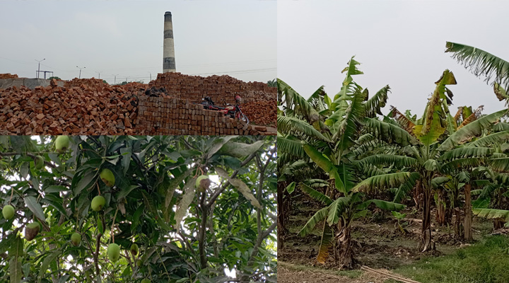 পুঠিয়ার বানেশ্বরে ইটভাটার তাপ-ধোঁয়ায় ফসলের ব্যাপক ক্ষতি কৃষক দিশেহারা