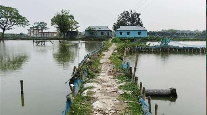 ফিসারির দখলে বিলীন সড়ক, ভোগান্তিতে গ্রামবাসী